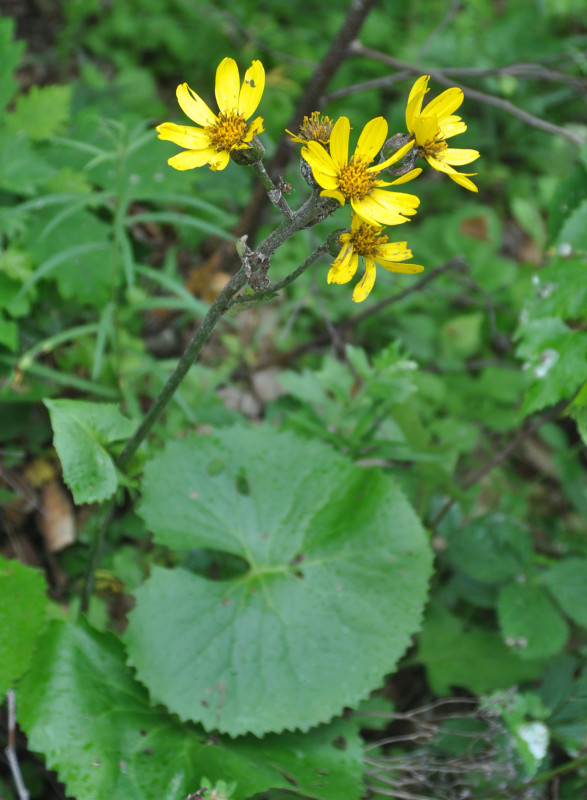 Изображение особи Ligularia calthifolia.