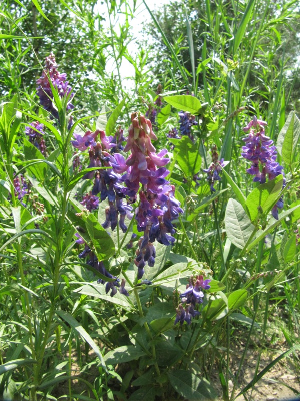 Image of Vicia unijuga specimen.