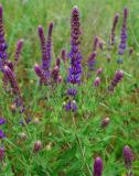 Salvia tesquicola