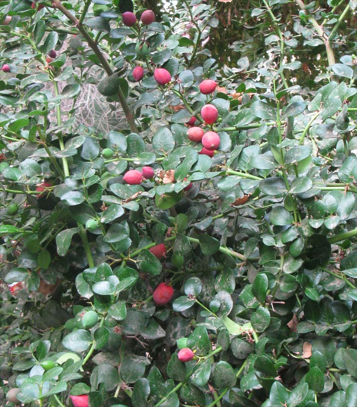 Image of Carissa macrocarpa specimen.