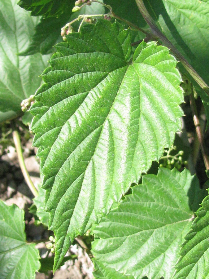 Image of Humulus lupulus specimen.