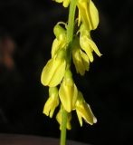 Melilotus officinalis