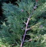 genus Juniperus. Верхняя часть ветки. Германия, г. Krefeld, ботанический сад. 20.04.2013.