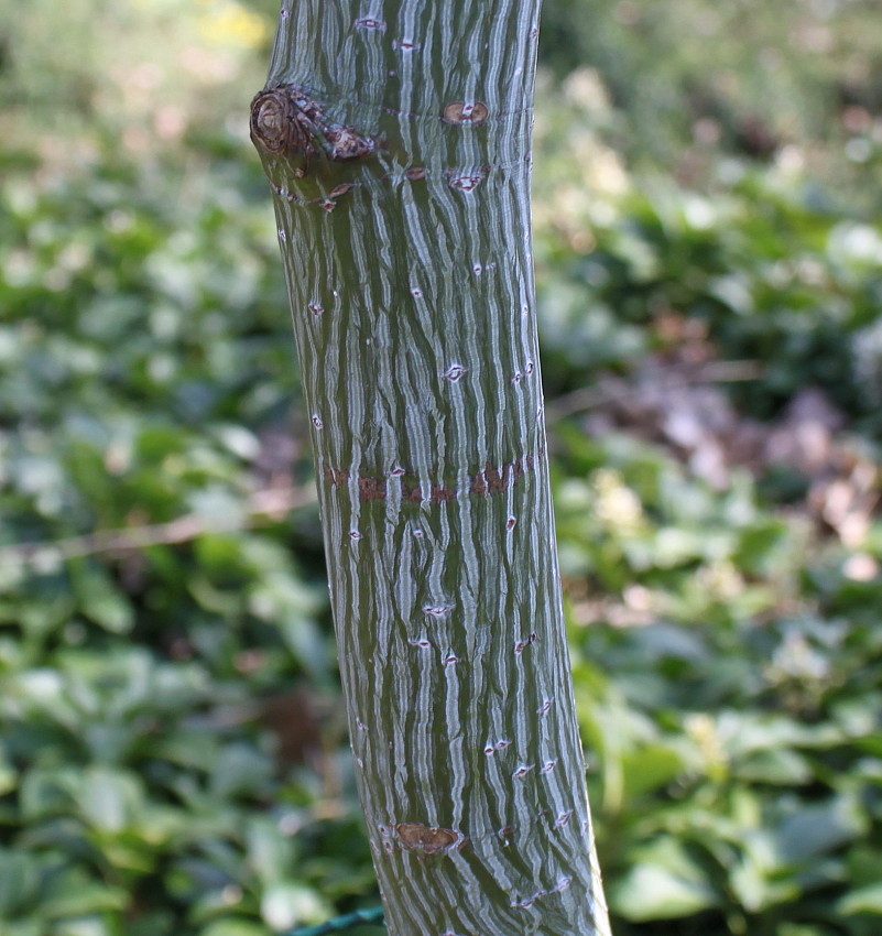 Image of Acer capillipes specimen.