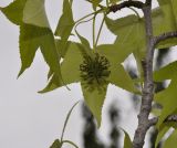 Liquidambar styraciflua