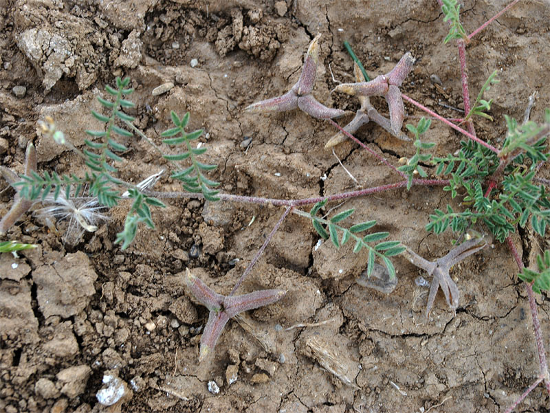 Изображение особи Astragalus asterias.