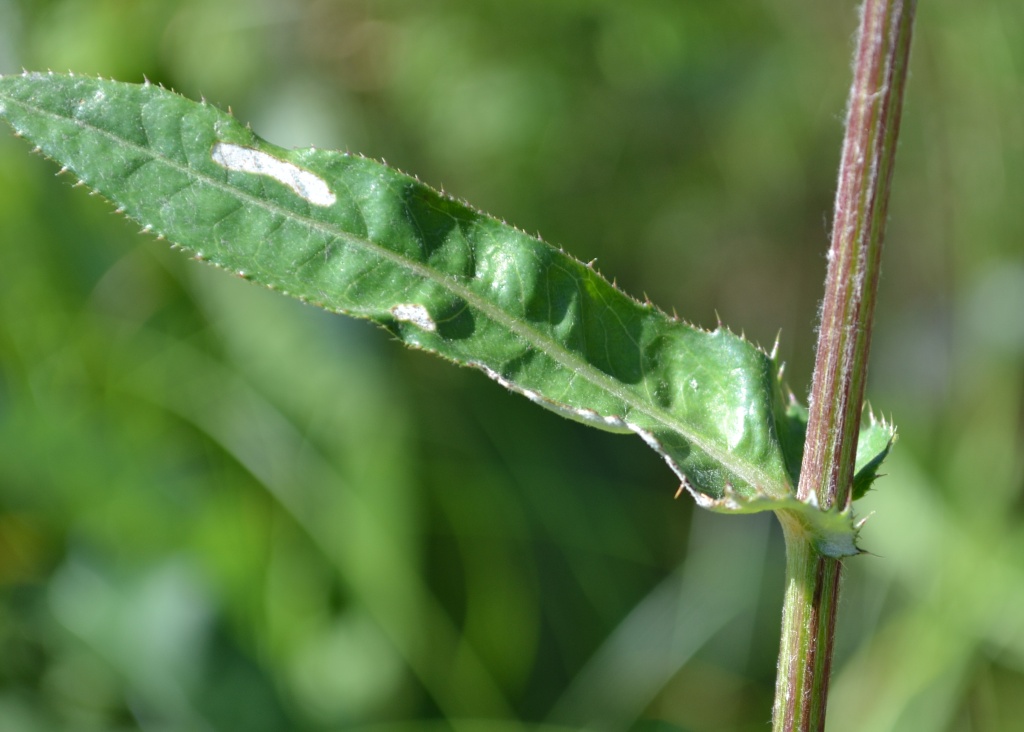 Image of genus Cirsium specimen.