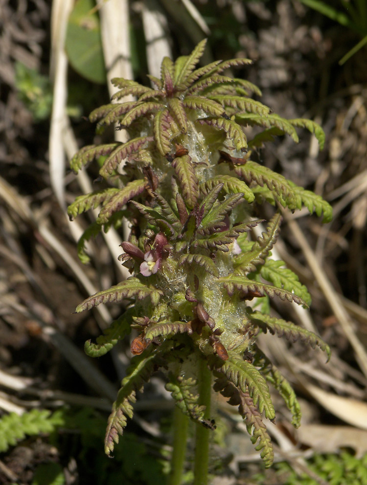 Image of Pedicularis wilhelmsiana specimen.