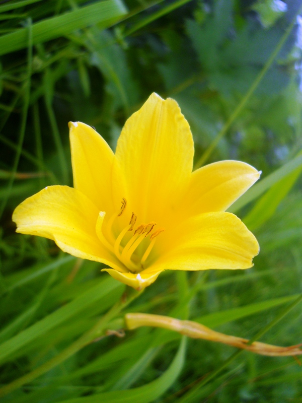 Изображение особи Hemerocallis minor.