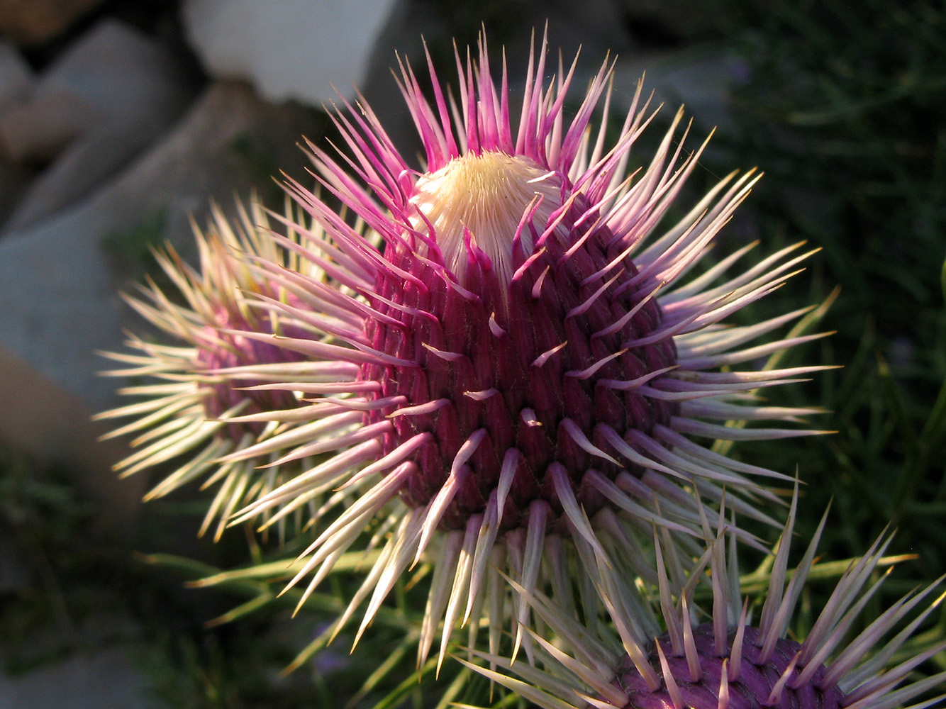 Image of Lamyra echinocephala specimen.