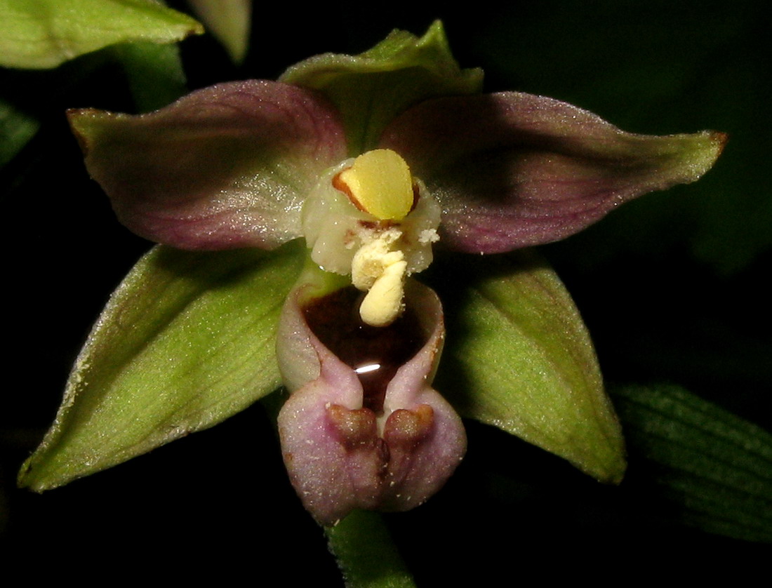 Изображение особи Epipactis helleborine.