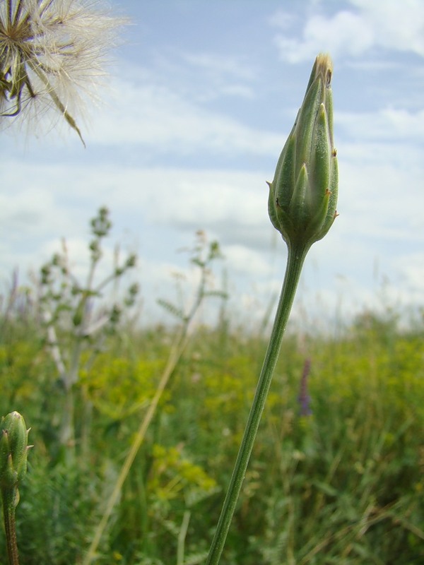 Image of Scorzonera laciniata specimen.