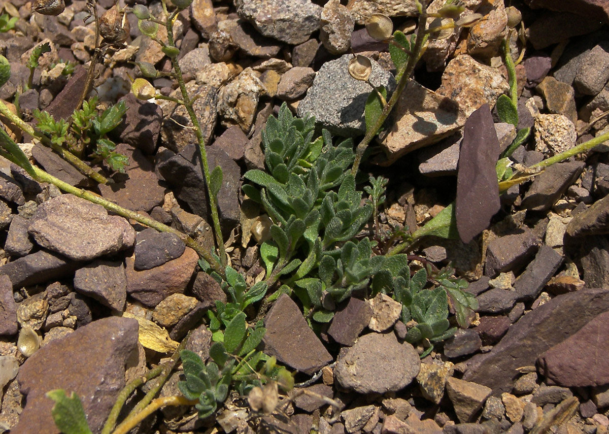 Изображение особи Alyssum trichostachyum.