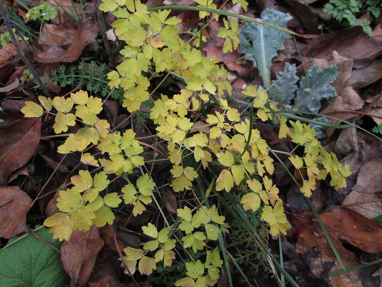 Image of Thalictrum minus specimen.