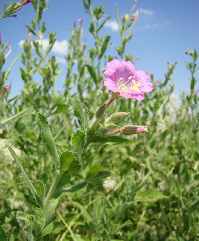 Image of Epilobium villosum specimen.