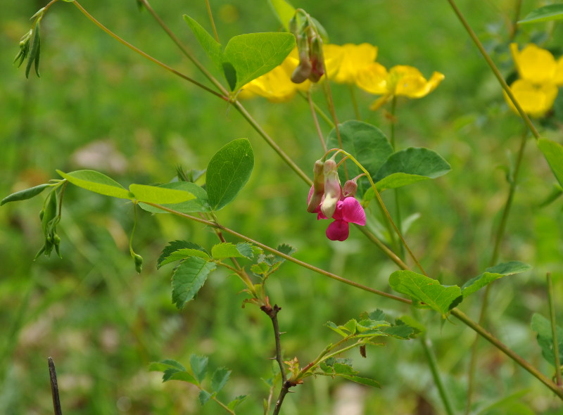 Изображение особи Lathyrus roseus.