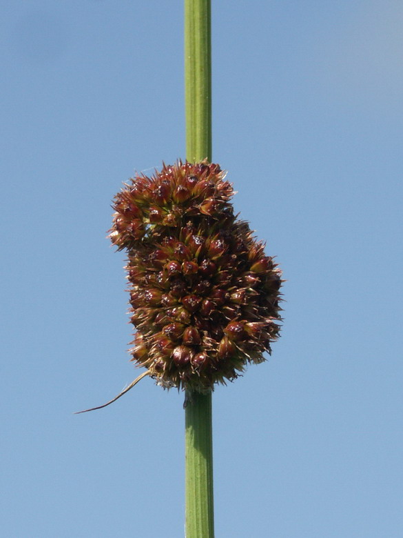 Image of Juncus conglomeratus specimen.