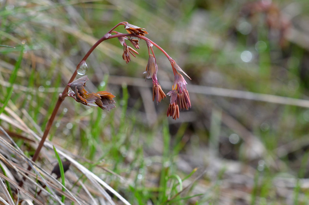 Image of Thalictrum sultanabadense specimen.