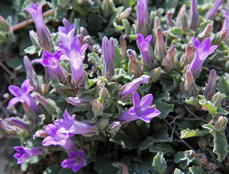 Image of Campanula anchusiflora specimen.