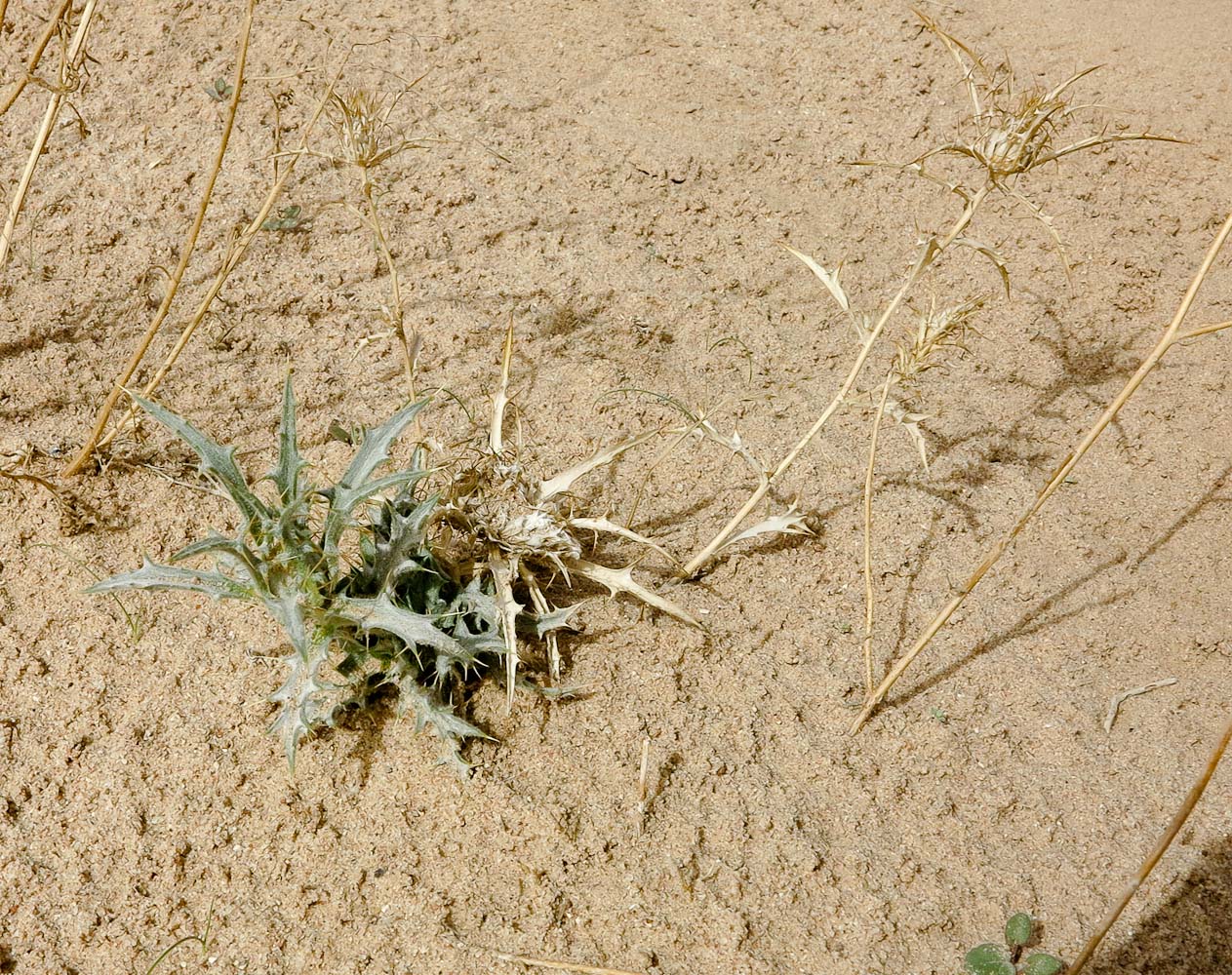 Image of Atractylis carduus specimen.