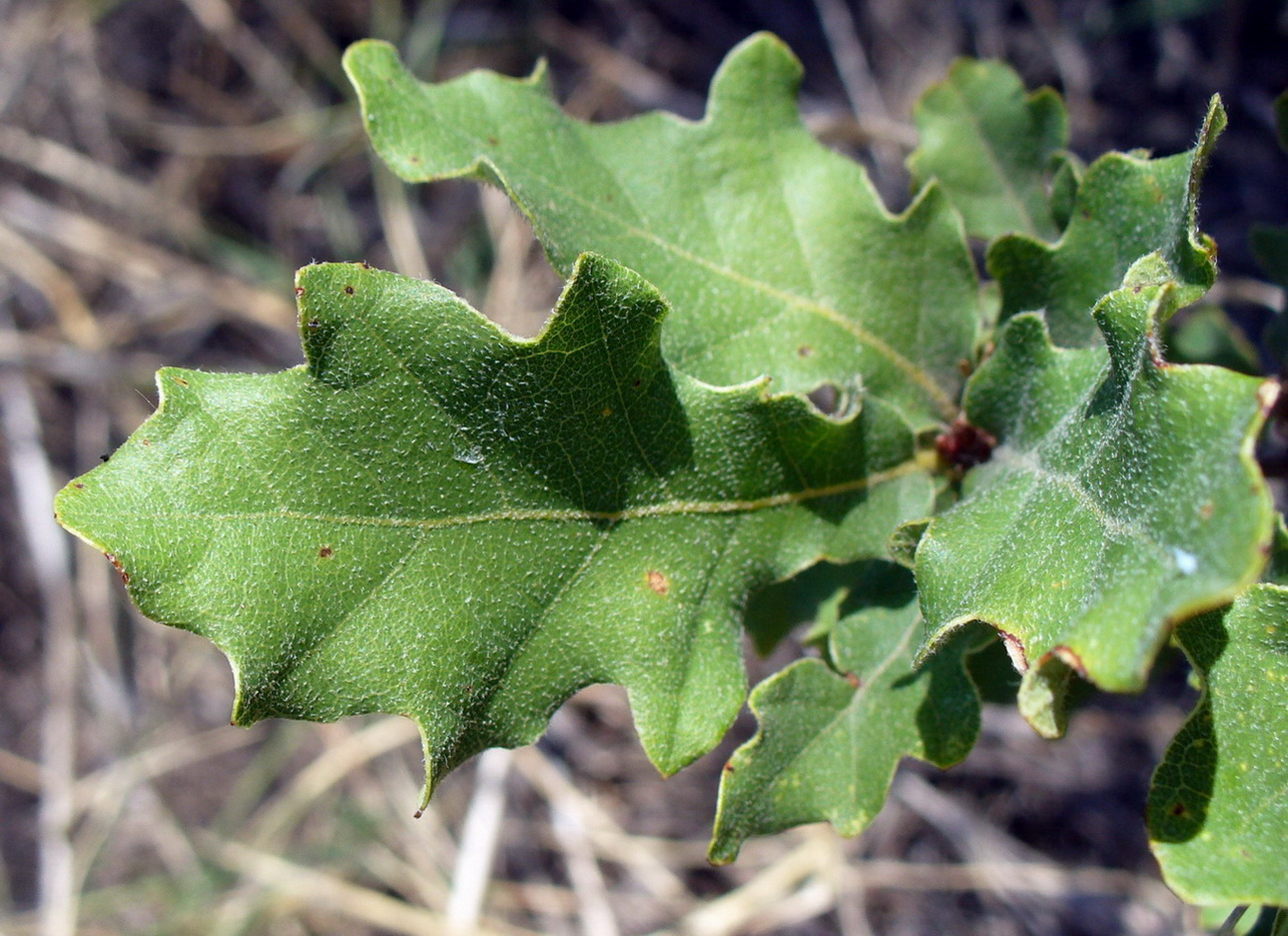 Image of Quercus pubescens specimen.