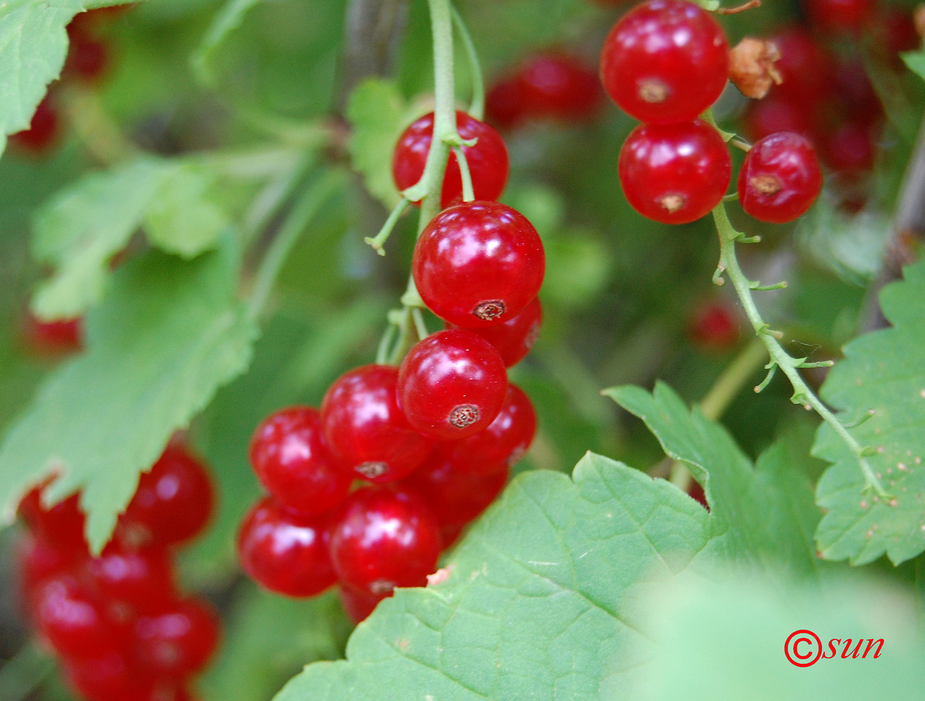 Изображение особи Ribes rubrum.