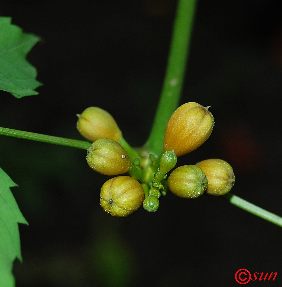 Image of Campsis radicans specimen.