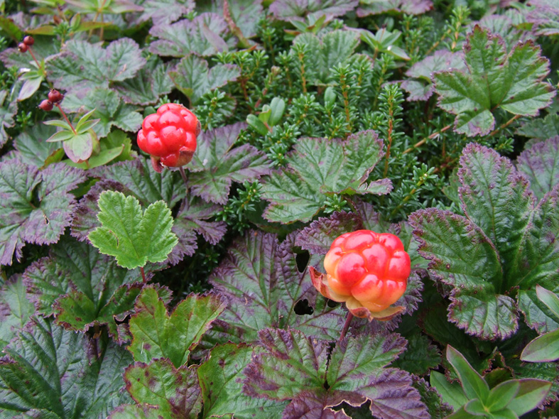 Image of Rubus chamaemorus specimen.