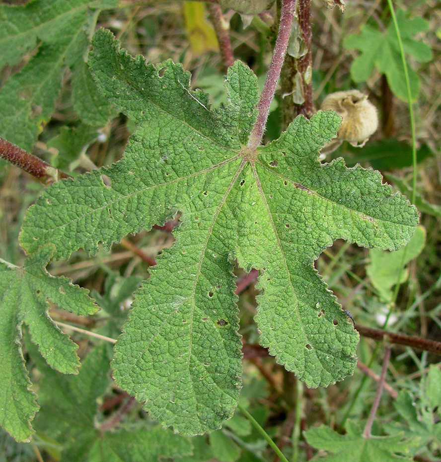 Image of Alcea rugosa specimen.