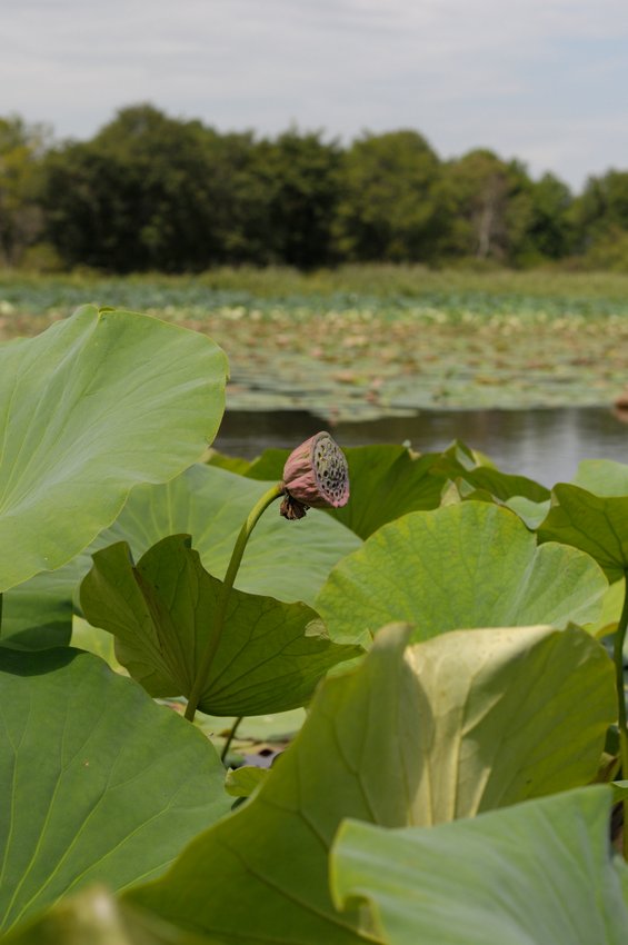 Image of Nelumbo komarovii specimen.