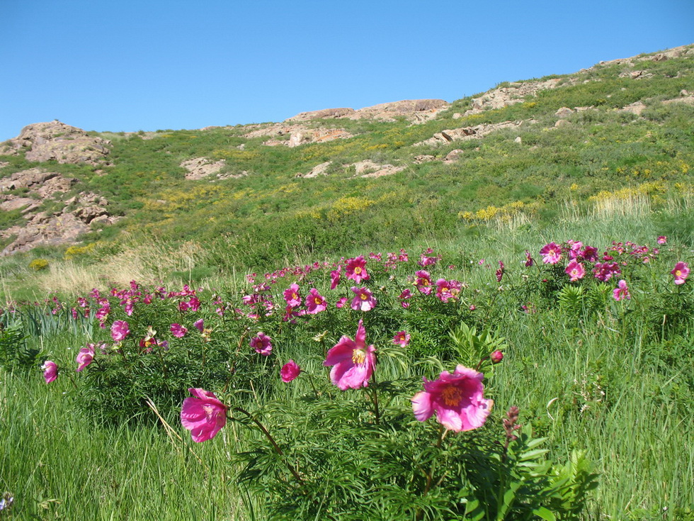 Image of Paeonia intermedia specimen.