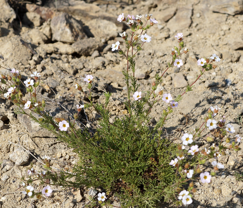 Image of Chamaerhodos grandiflora specimen.