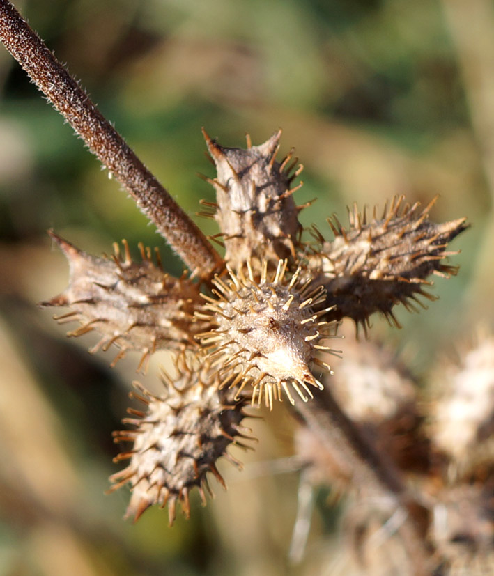 Image of Xanthium strumarium specimen.