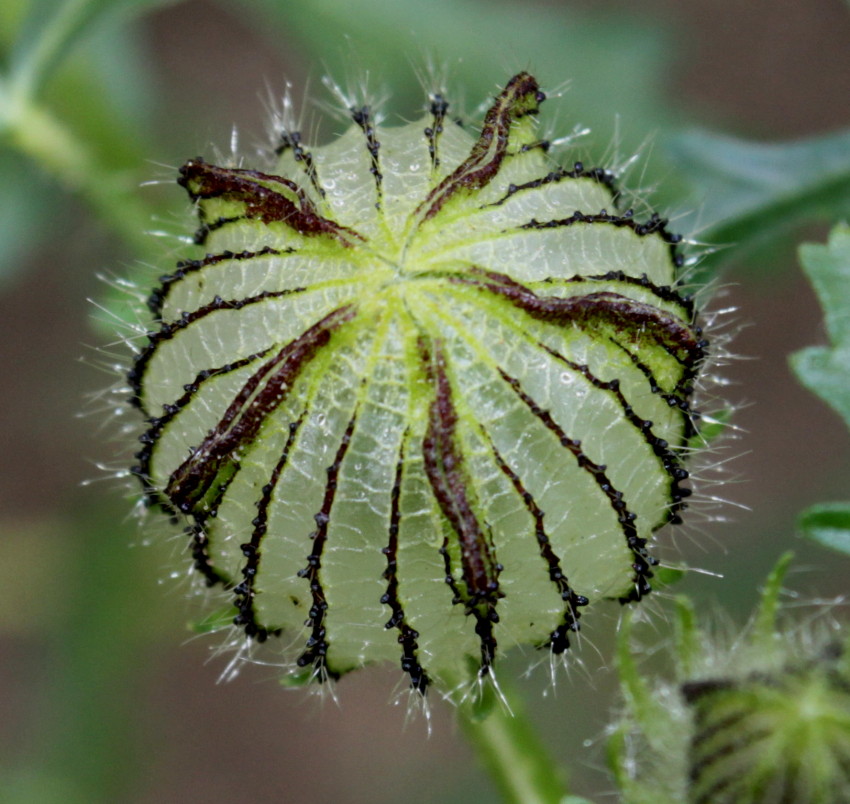 Image of Hibiscus trionum specimen.