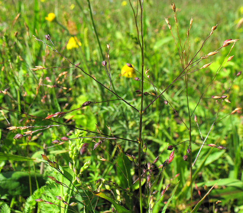 Image of Panicum miliaceum ssp. ruderale specimen.