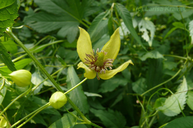 Изображение особи Clematis serratifolia.