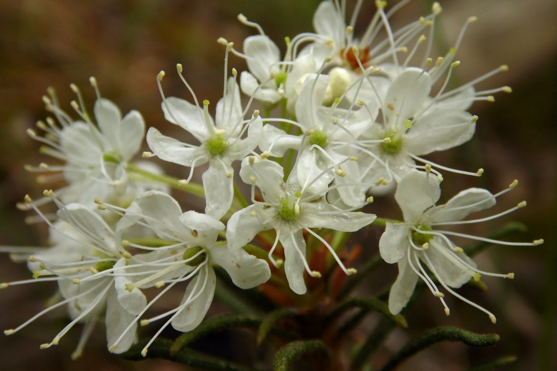 Image of Ledum palustre specimen.