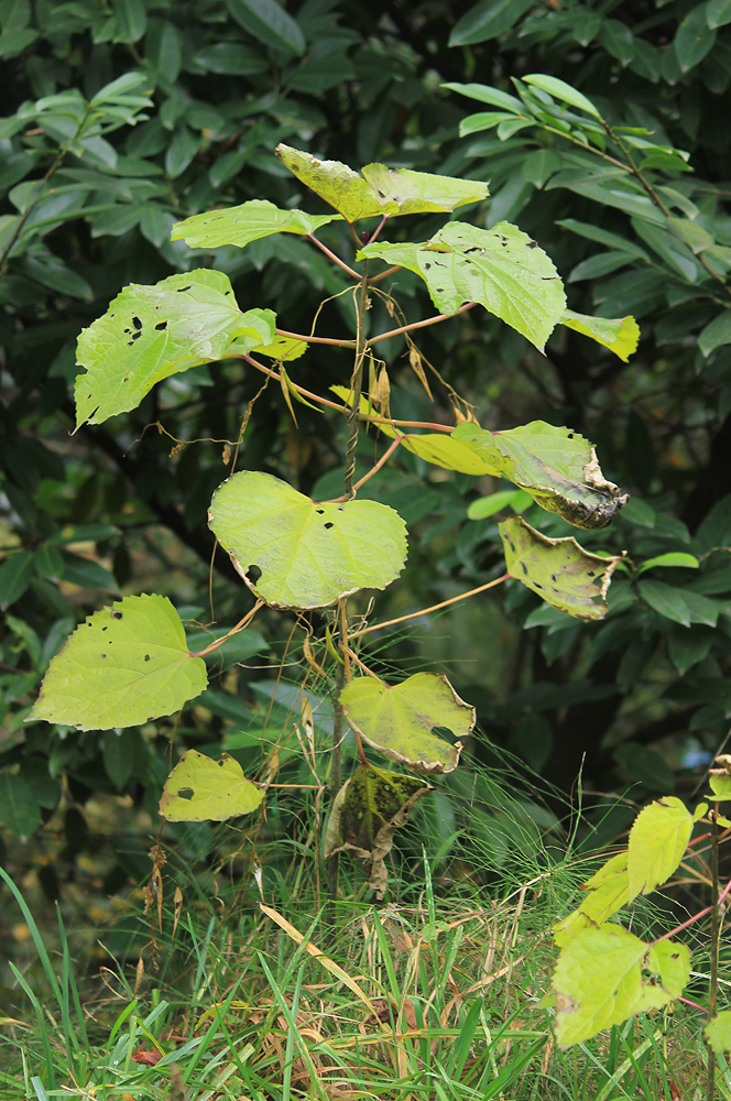 Image of Clerodendrum bungei specimen.