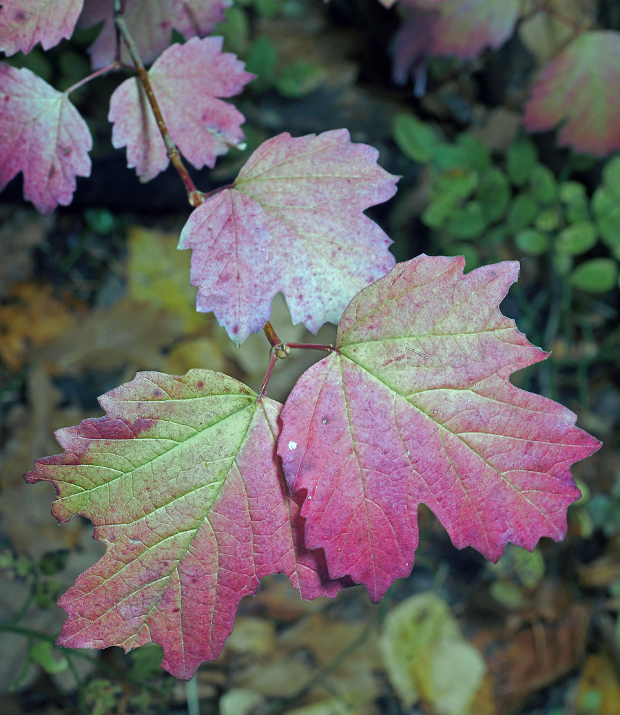 Image of Viburnum opulus specimen.