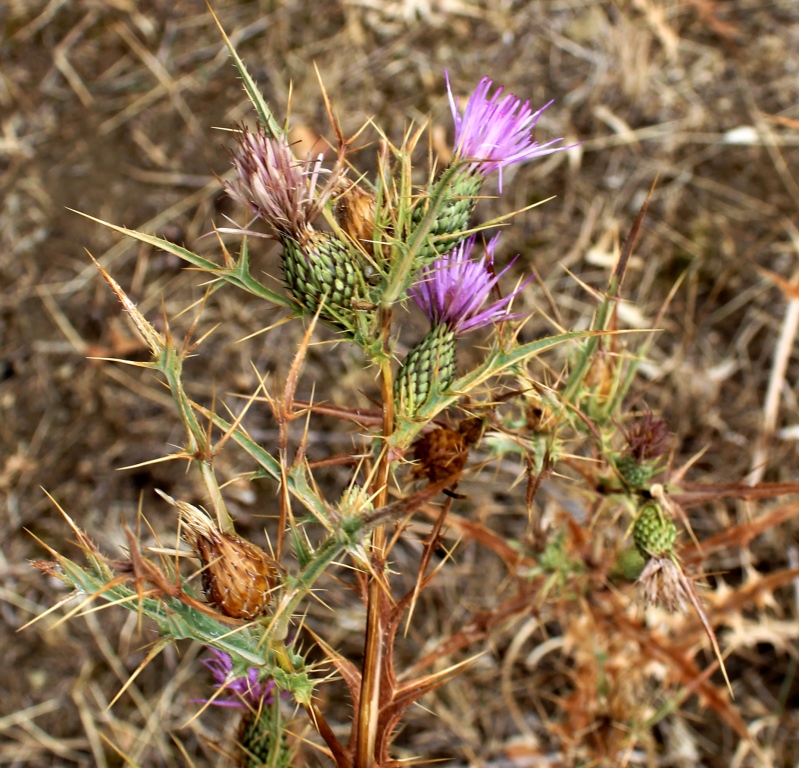 Image of Cirsium bornmuelleri specimen.