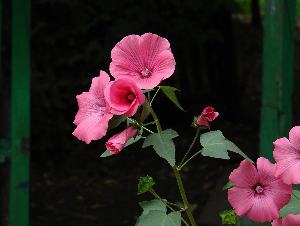 Изображение особи Malva trimestris.