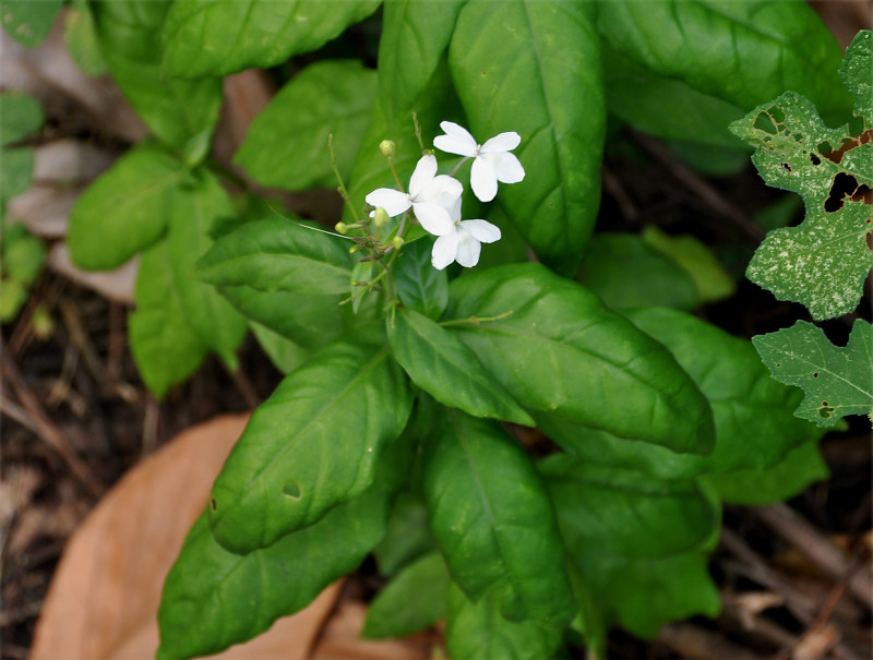 Image of Pseuderanthemum album specimen.