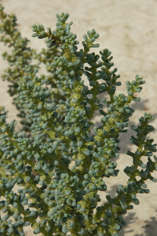 Image of Salsola foliosa specimen.