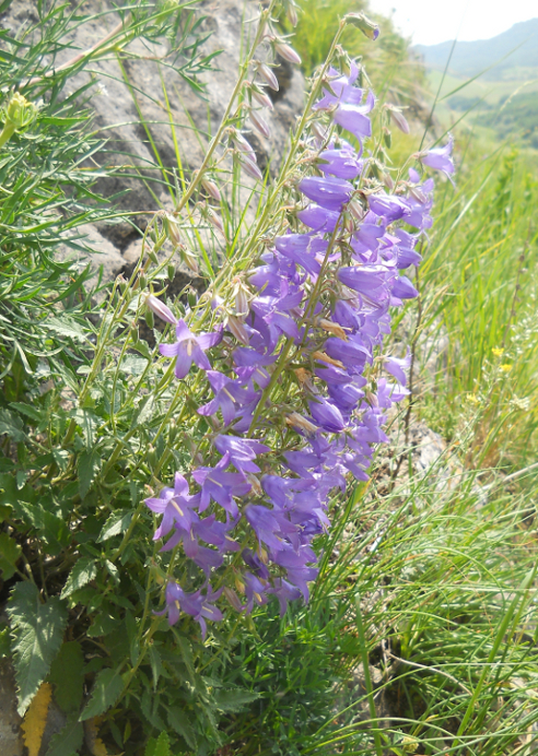 Image of Campanula sarmatica specimen.