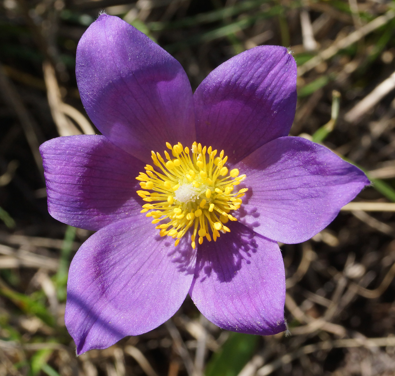 Изображение особи Pulsatilla multifida.