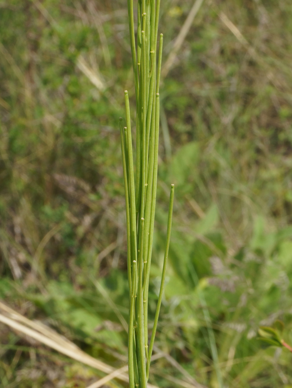 Image of Turritis glabra specimen.