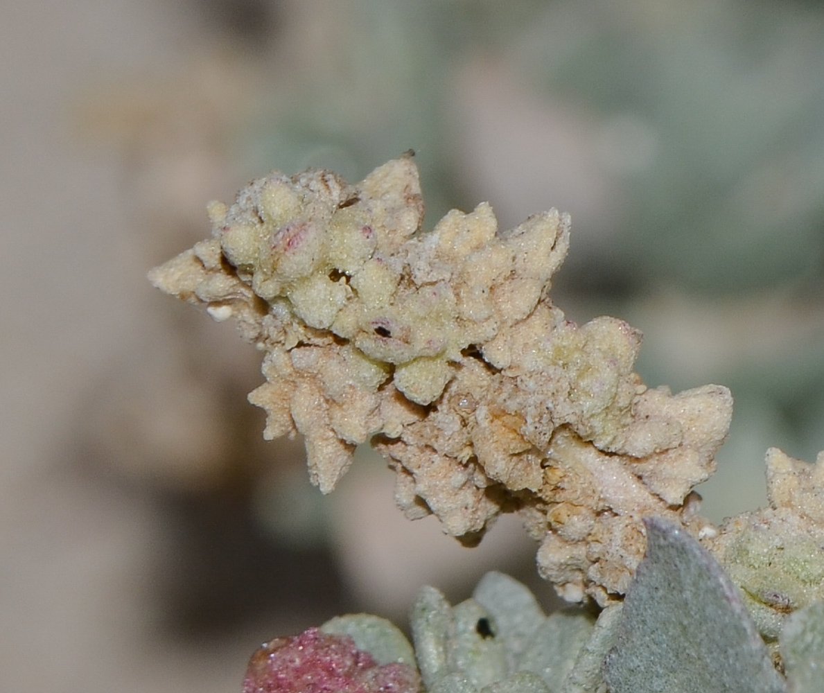 Image of Atriplex glauca specimen.