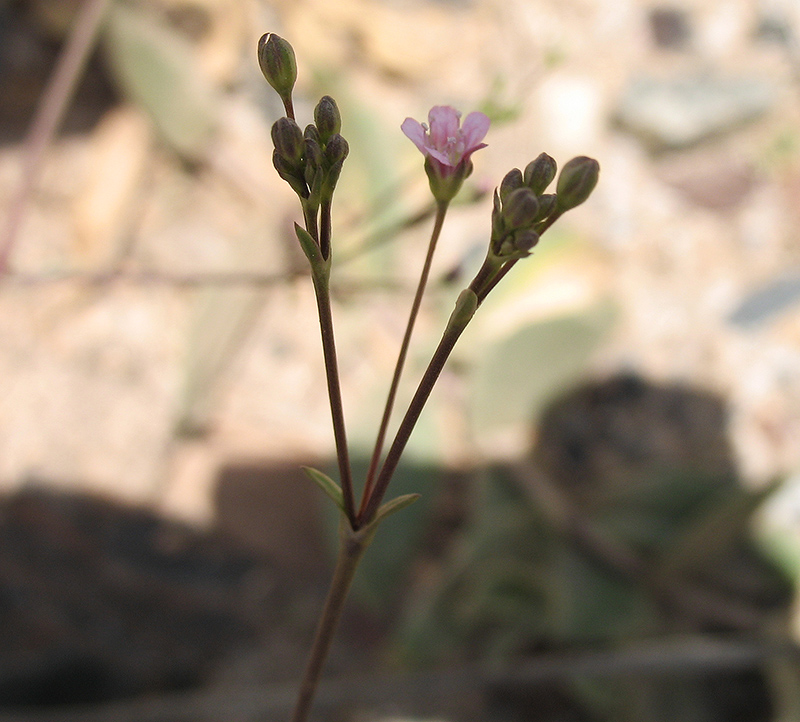 Image of Gypsophila perfoliata specimen.