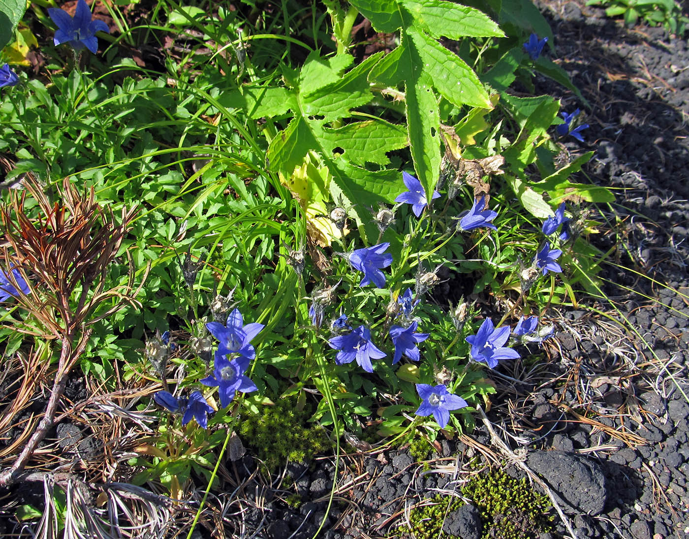 Image of Campanula lasiocarpa specimen.