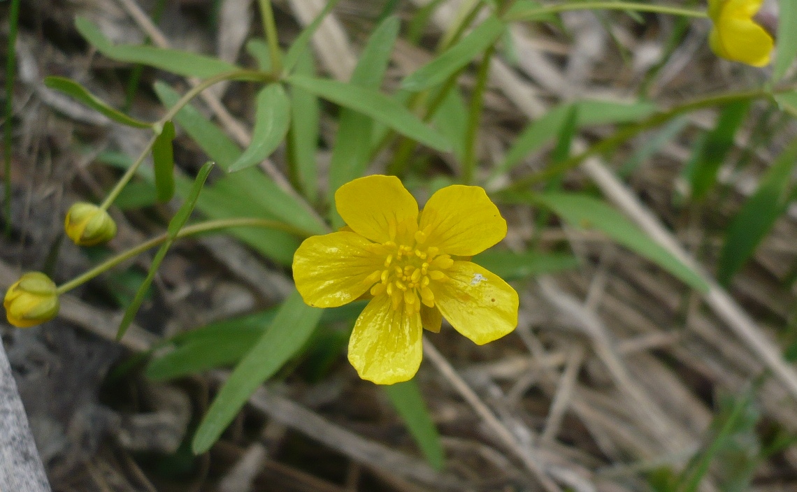 Изображение особи Ranunculus monophyllus.